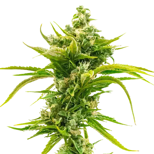 Skunk Diesel cannabis seeds