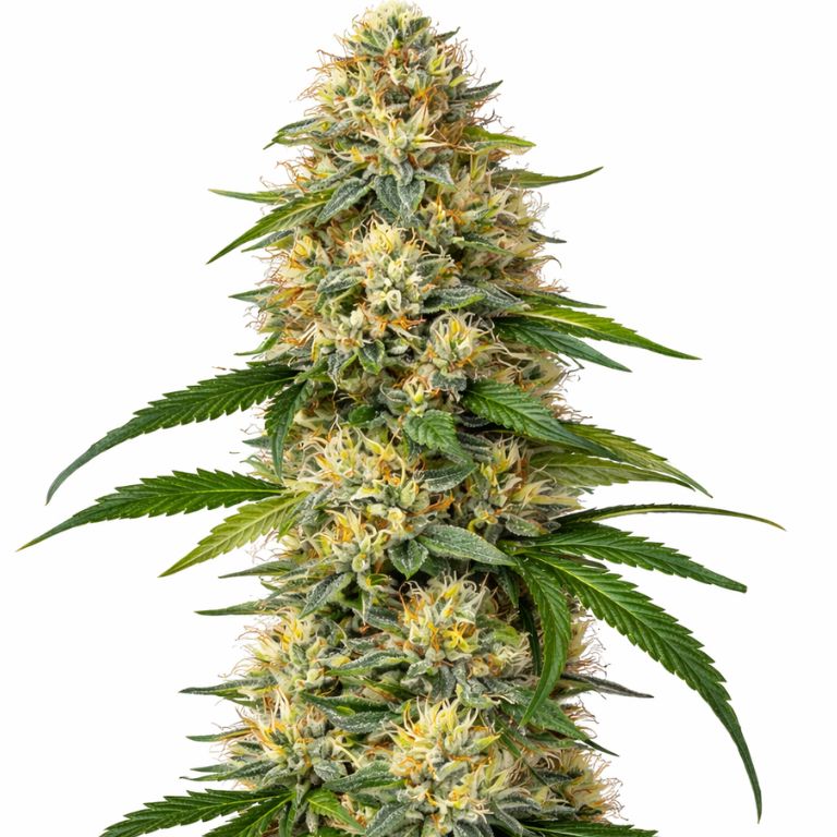 Skunk Kush cannabis seeds