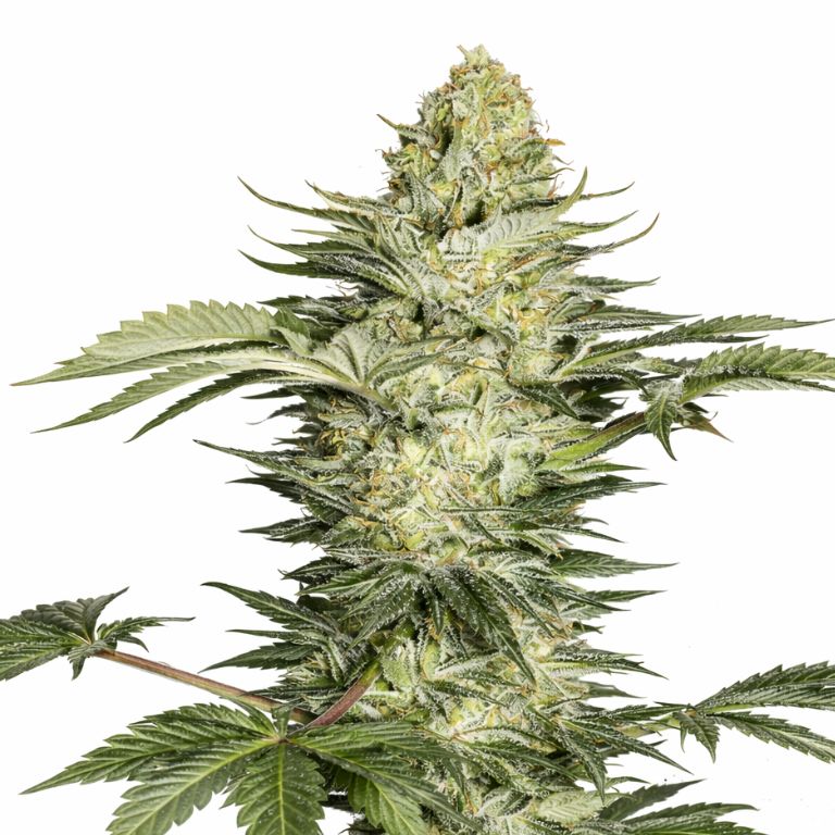 Skunk No. 1 cannabis seeds