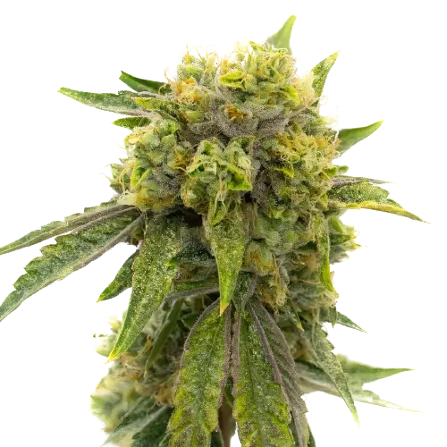 Skunky Afro cannabis seeds