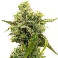 Skunky Jack cannabis seeds