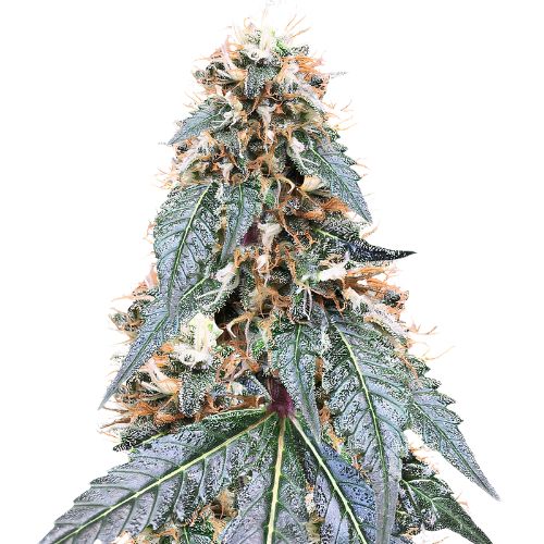 Somango cannabis seeds