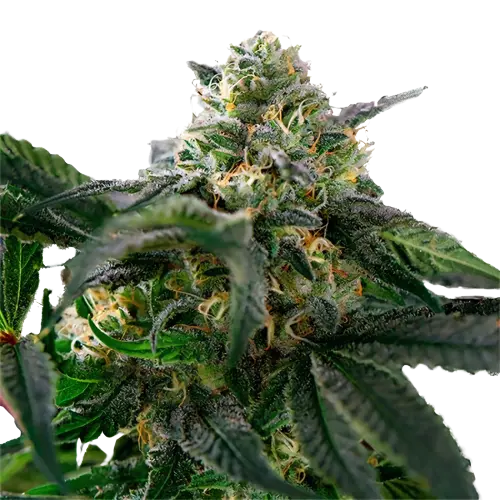 Sour Alien cannabis seeds