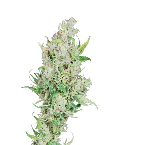 Sour Amnesia cannabis seeds