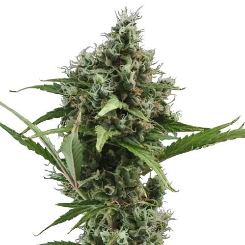 Sour Ape cannabis seeds