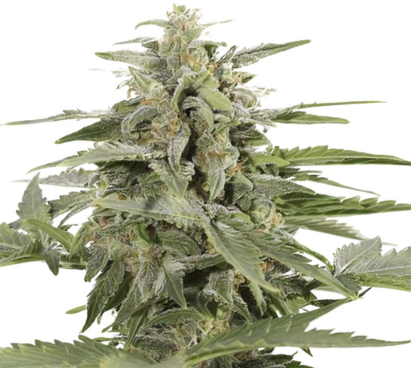 Sour Apple cannabis seeds