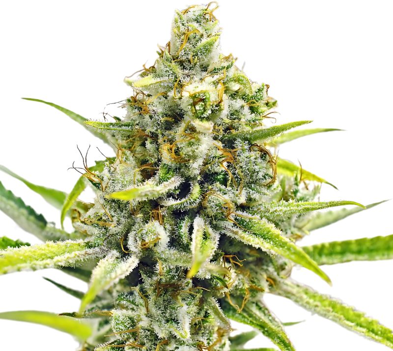 Sour Bubba cannabis seeds