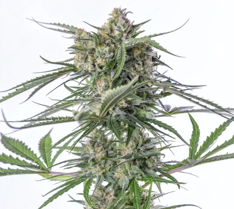 Sour Bubble cannabis seeds