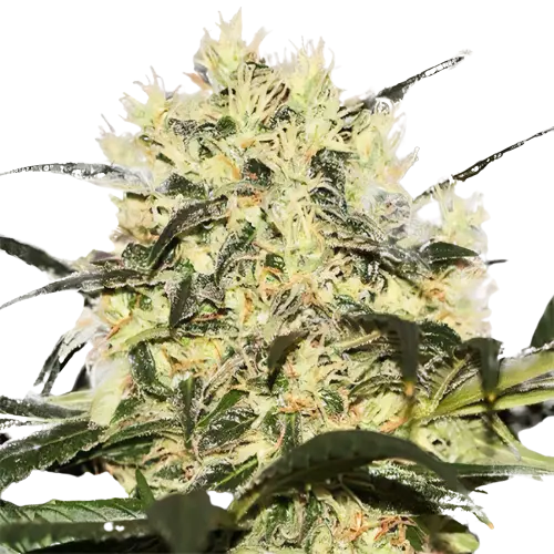 Sour Cheese cannabis seeds