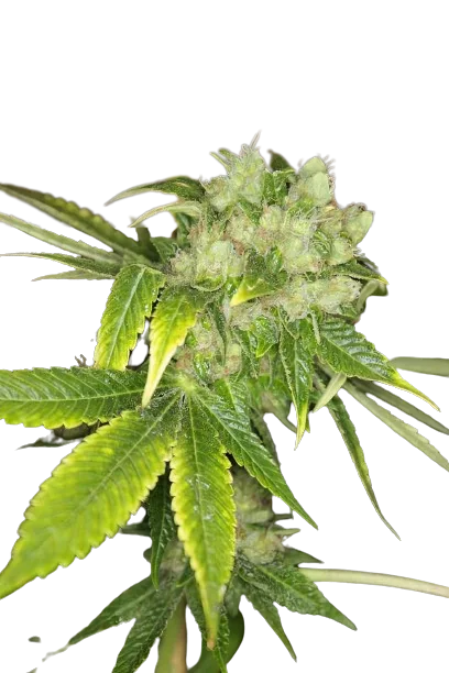 Sour Cream cannabis seeds