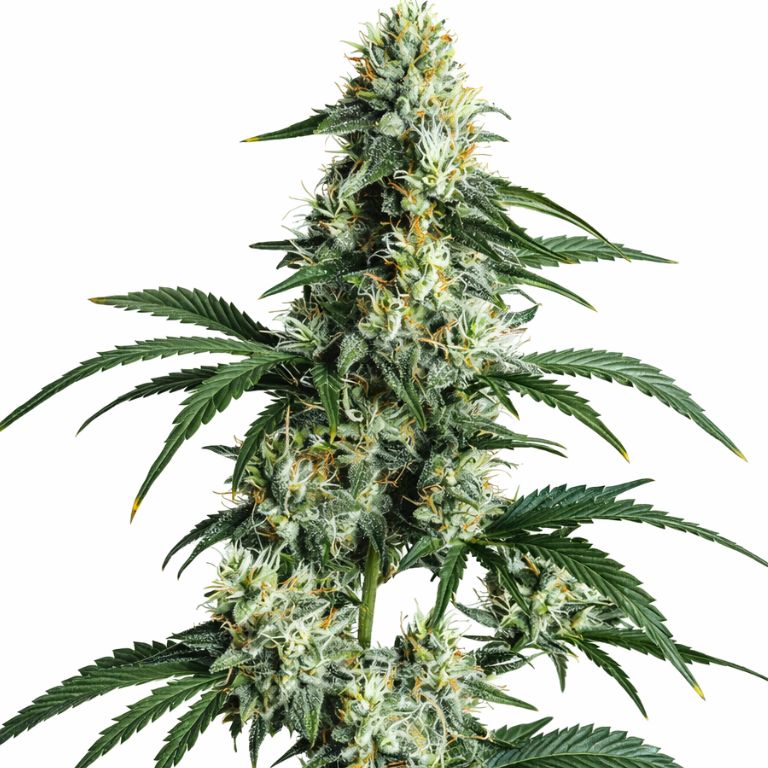Sour Diesel cannabis seeds