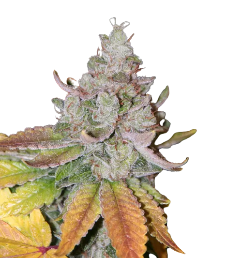 Sour Dubble cannabis seeds