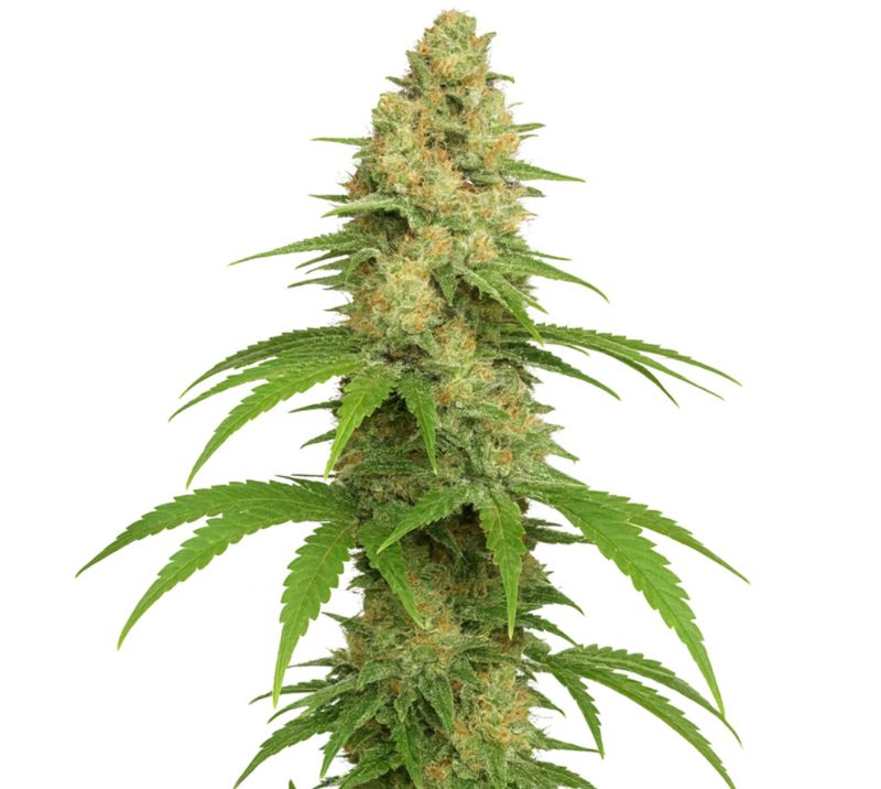 Sour Girl cannabis seeds