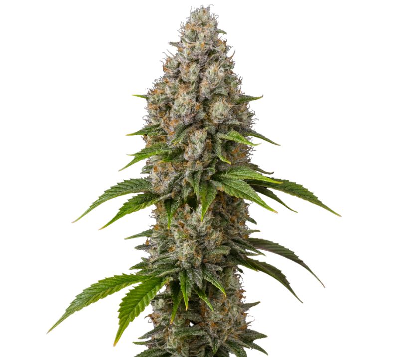 Sour Grape cannabis seeds