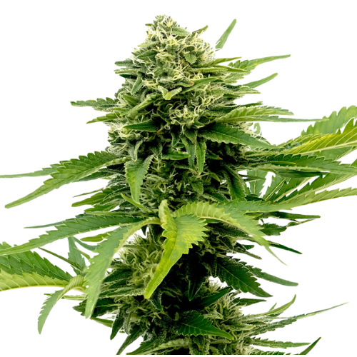 Sour Jack cannabis seeds