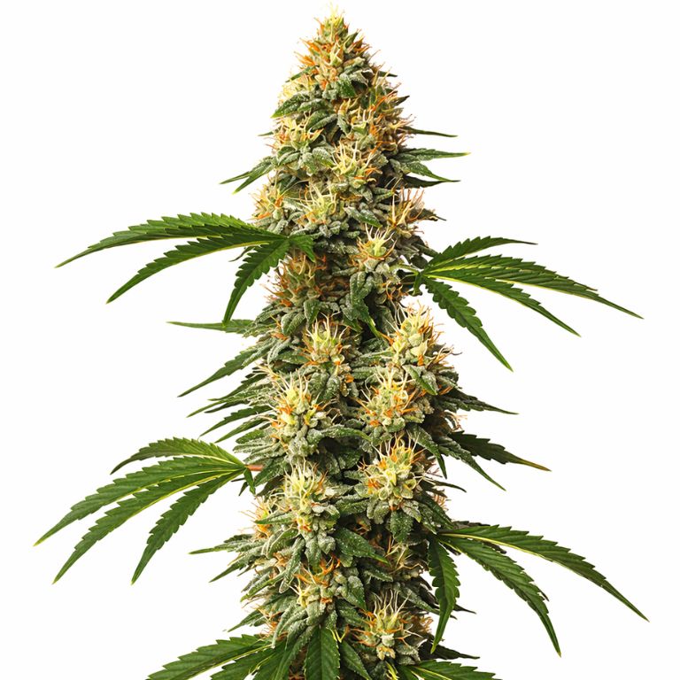 Sour Kush cannabis seeds