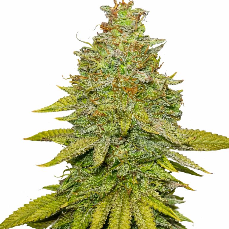 Sour OG cannabis seeds