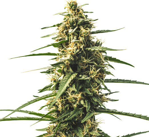 Sour Tsunami CBD cannabis seeds