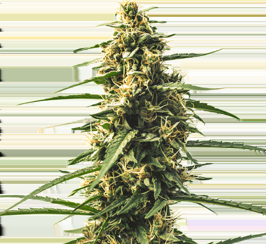 Sour Tsunami cannabis seeds