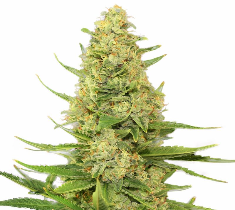 Space Candy cannabis seeds