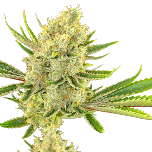 Special Reserve Black Lime cannabis seeds