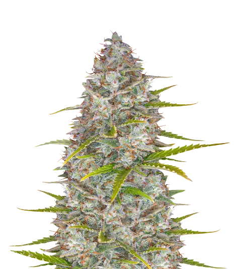 StarBud cannabis seeds
