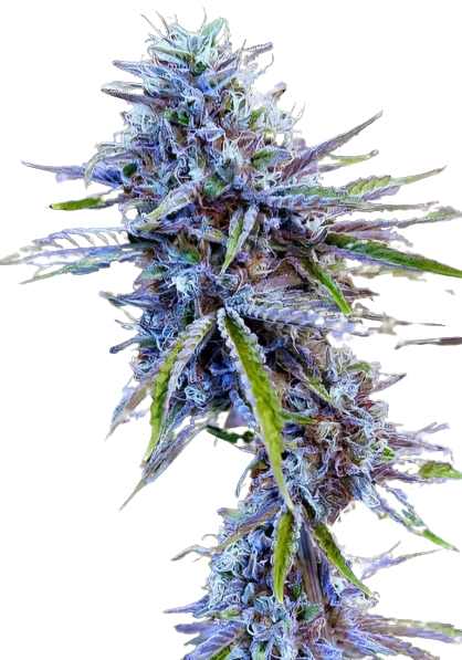 Stardawg cannabis seeds packaging, Royal King Seeds USA