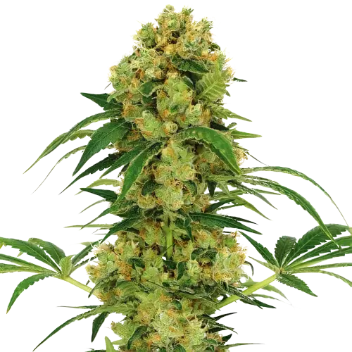 Stephen Hawking Kush CBD cannabis seeds