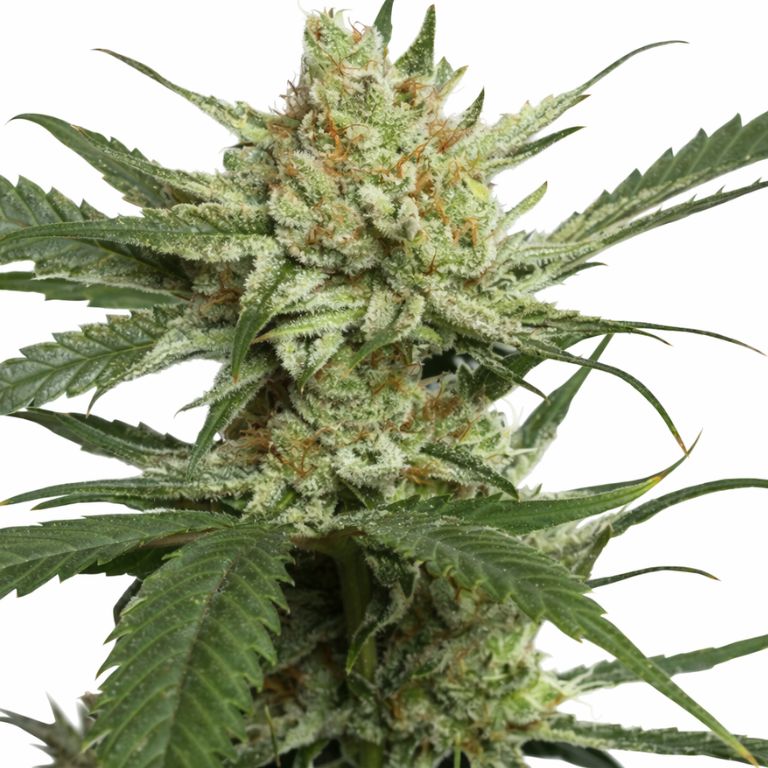 Strawberry Banana cannabis seeds