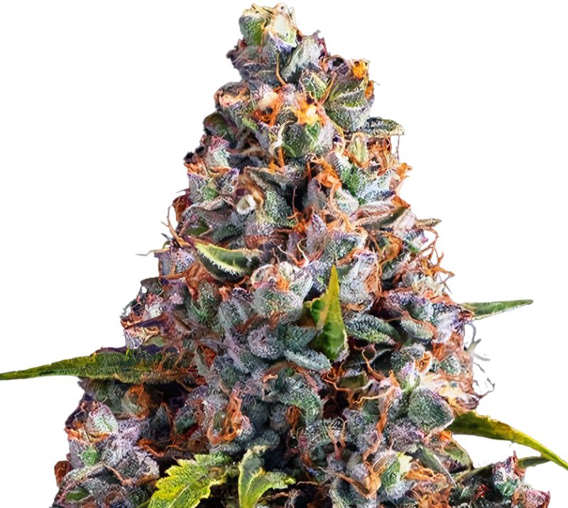 Strawberry Cheesecake cannabis seeds