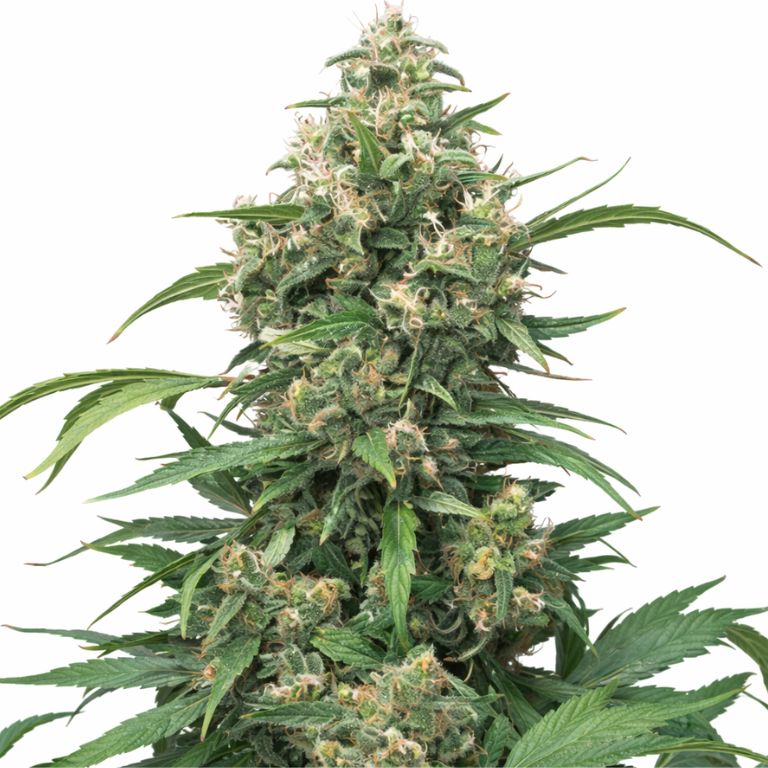 Strawberry Cough cannabis seeds