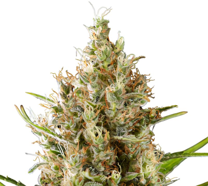 Strawberry Diesel cannabis seeds