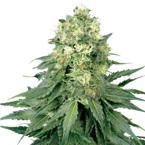 Strawberry cannabis seeds