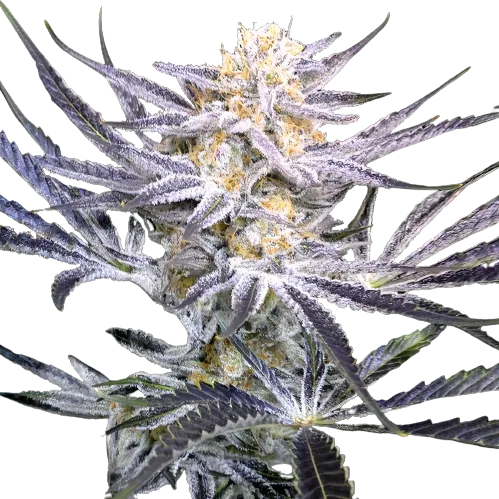 Strawberry Fields cannabis seeds