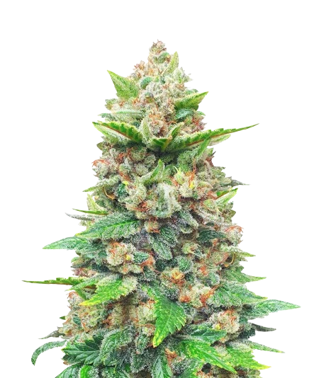 Strawberry Gorilla cannabis seeds