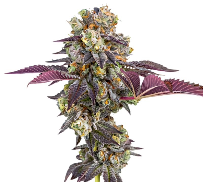 Strawberry Haze cannabis seeds