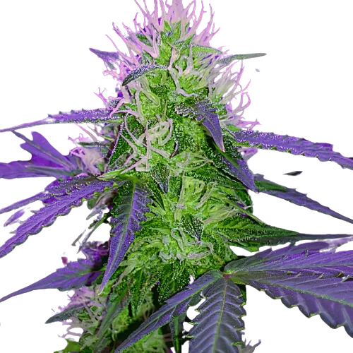 Sugar Black Rose cannabis seeds