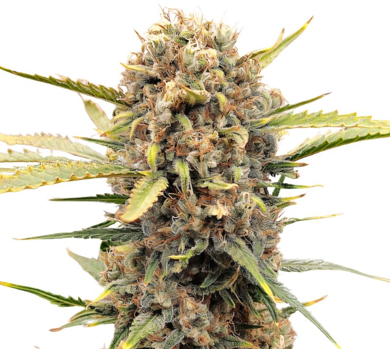 Sugar Cookie cannabis seeds