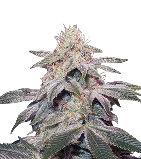 Sugar Kush cannabis seeds