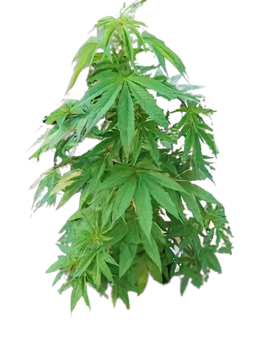 Sugar Mama cannabis seeds