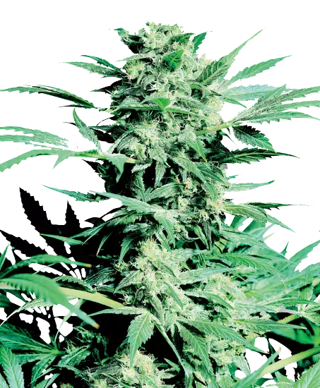 Sugar Shack cannabis seeds
