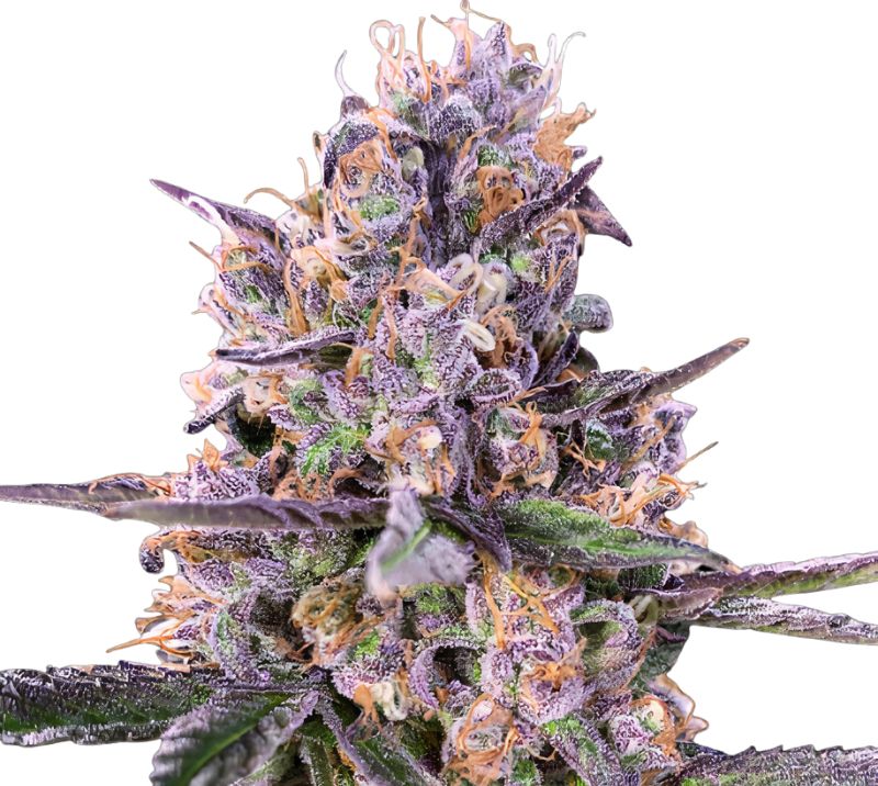 Sundae Driver cannabis seeds