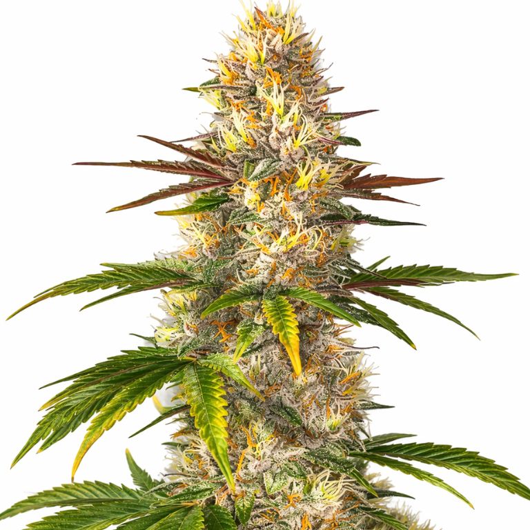 Sunrise cannabis seeds