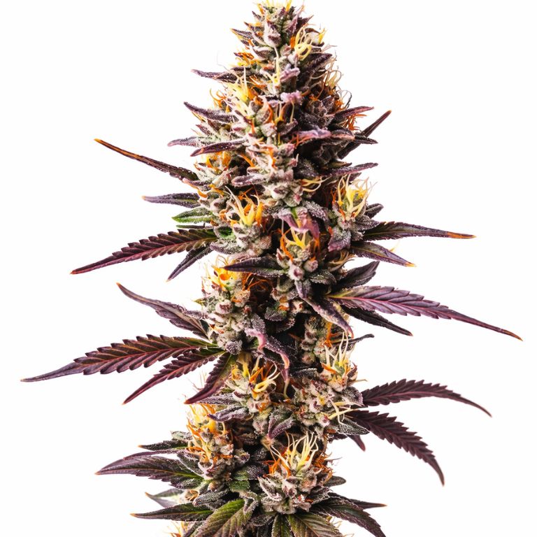 Sunset Sherbet cannabis seeds