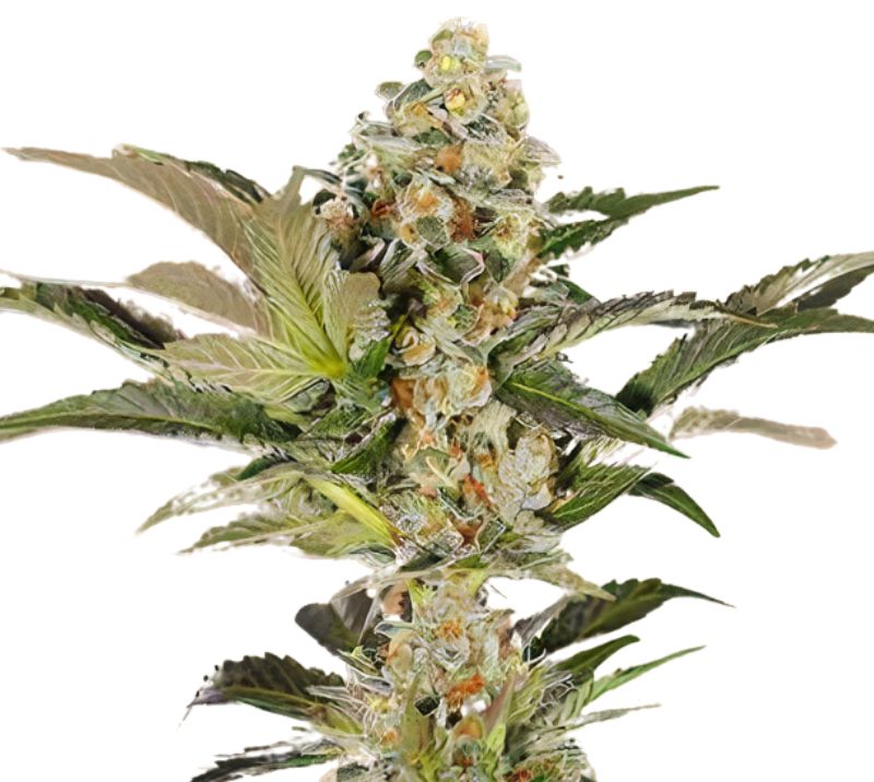 Super Blue Dream Feminized