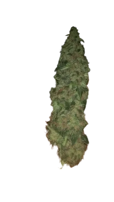 Super Cheese cannabis seeds