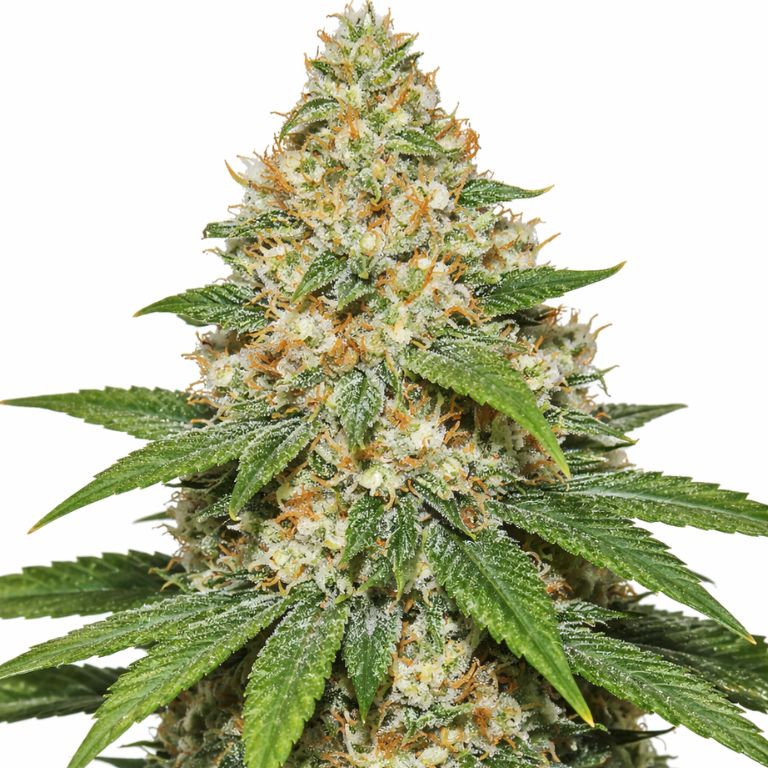 Super Lemon Haze cannabis seeds