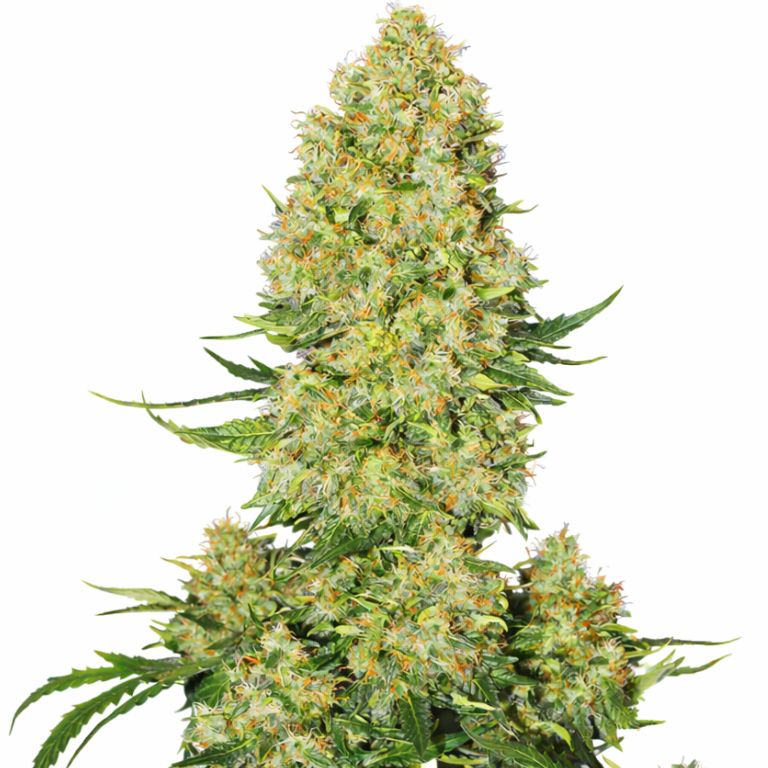 Super Skunk cannabis seeds