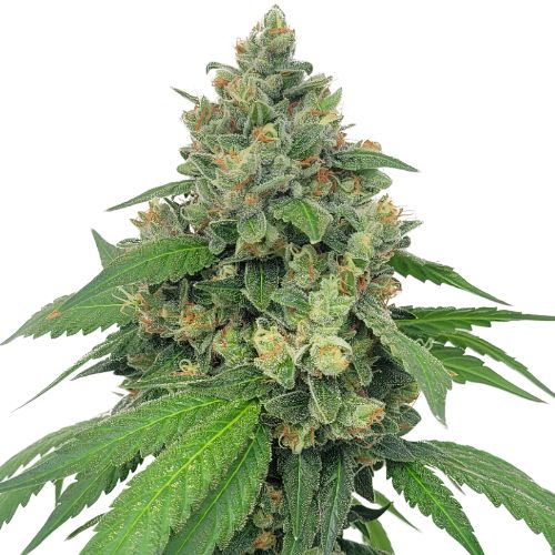 Super Sour Diesel cannabis seeds