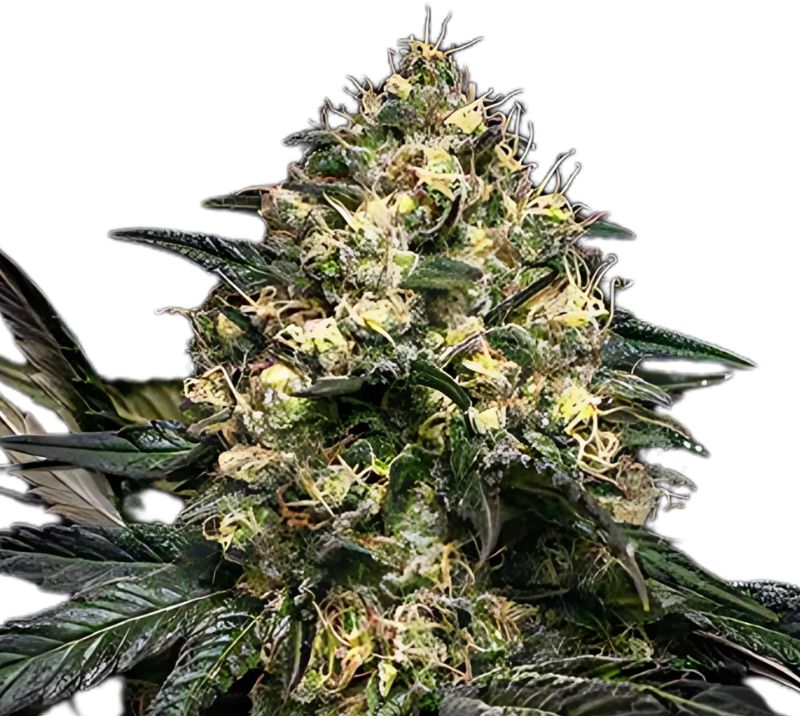 Superglue cannabis seeds
